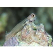 Ecsenius yaeyamaensis (Aoyagi, 1954)