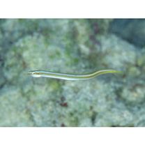 Gunnellichthys viridescens Dawson, 1968