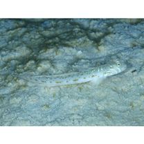 Echinogobius hayashii Iwata, Hosoya et Niimura, 1998