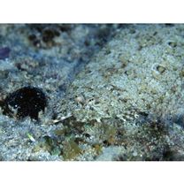 Asterorhombus filifer Hensley et Randall, 2003