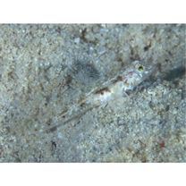 Oplopomops diacanthus (Schultz, 1943)