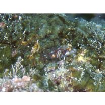 Enneapterygius similis Fricke, 1997