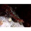 Enneapterygius elegans (Peters, 1876)