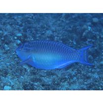 Scarus chameleon Choat et Randall, 1986