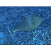 Naso unicornis (Forsskal, 1775)