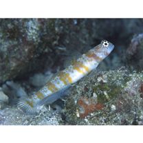 Amblyeleotris periophthalma (Bleeker, 1853)