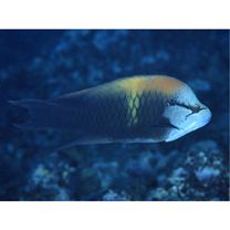 Epibulus insidiator (Pallas, 1770)