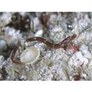 Syngnathidae, indet. gen. & sp