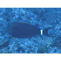 Acanthurus nigricauda Duncker et Mohr, 1929