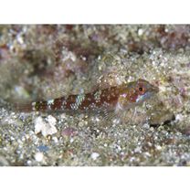 Enneapterygius elegans (Peters, 1876)