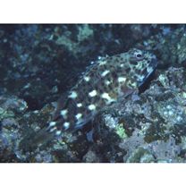 Cirrhitus pinnulatus (Schneider, 1801)