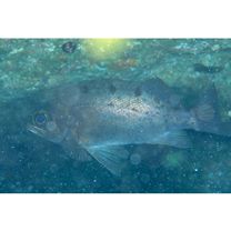 Sebastes ventricosus Temminck et Schlegel, 1843