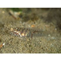 Eviota abax (Jordan et Snyder, 1901)