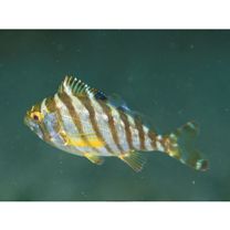 Cheilodactylus zonatus Cuvier, 1830