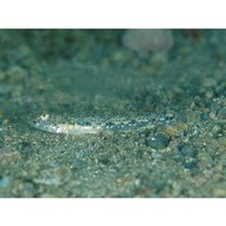 Favonigobius gymnauchen (Bleeker, 1860)