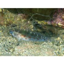 Asterropteryx semipunctata Ruppell, 1830