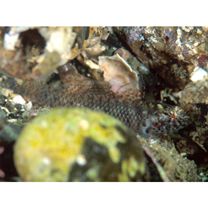 Eviota abax (Jordan et Snyder, 1901)