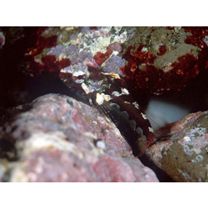 Ocynectes maschalis Jordan et Starks, 1904