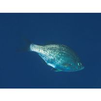 Ditrema temminckii pacificum Katafuchi et Nakabo, 2007