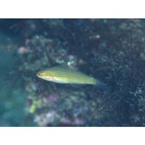 Stethojulis strigiventer (Bennett, 1832)