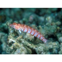 Parapercis multiplicata Randall, 1984