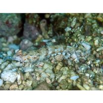 Diplogrammus goramensis (Bleeker, 1858)