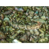 Diplogrammus goramensis (Bleeker, 1858)