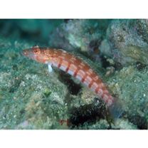 Parapercis multiplicata Randall, 1984