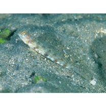 Vanderhorstia phaeostictus (Randall, Shao et Chen, 2007)