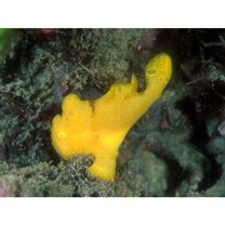 Antennarius pictus (Shaw, 1794)