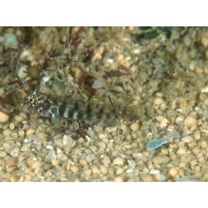 Eviota japonica Jewett et Lachner, 1983