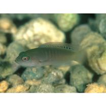 Labracinus cyclophthalmus (Muller et Troschel, 1849)