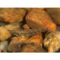 Redigobius bikolanus (Herre, 1927)