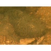 Scorpaenopsis macrochir Ogilby, 1910