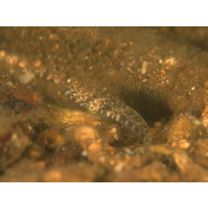 Cryptocentroides insignis (Seale, 1910)