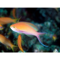 Nemanthias carberryi Smith, 1954