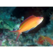 フレーム・アンティアス