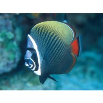 Chaetodon collare Bloch, 1787