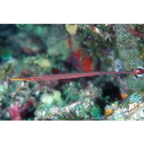 Doryrhamphus (Dunckerocampus) multiannulatus (Regan, 1903)