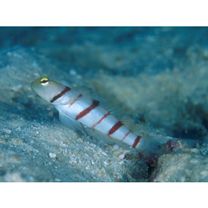 Stonogobiops dracula Polunin et Lubbock, 1977