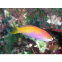 Nemanthias carberryi Smith, 1954