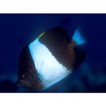 Hemitaurichthys zoster (Bennett, 1831)