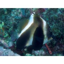 Heniochus pleurotaenia Ahl, 1823