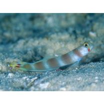 Amblyeleotris aurora Polunin et Lubbock, 1977