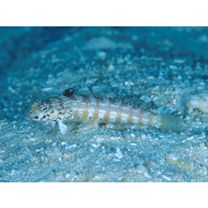 Parapercis sp. 9 (P. sp. 1 of Kuiter, 1992)