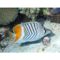 Chaetodon madagaskariensis Ahl, 1923