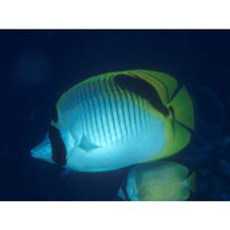 Chaetodon oxycephalus Bleeker, 1853