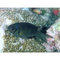 Chromis weberi Fowler et Bean, 1928