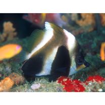 Heniochus pleurotaenia Ahl, 1823