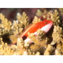 Paracirrhites forsteri (Schneider, 1801)